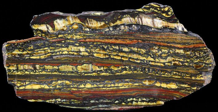 Polished Tiger Iron Stromatolite - ( Billion Years) #42554